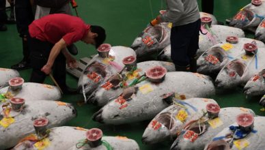 जापान : 'सुशी' टायकून ने टूना फिश 31 लाख डॉलर में खरीदी