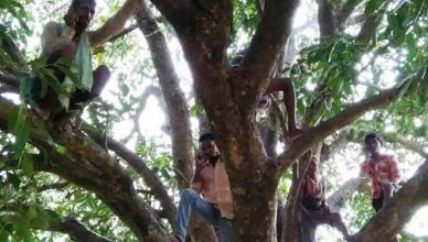 डिजिटल इंडिया के दौर में कॉल करने के लिए चढ़ना पड़ता है पेड़ पर, जानें बिहार के इस गांव के बारे में