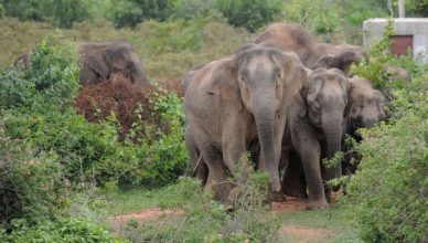 बिहार : सुपौल में जंगली हाथी का उत्पात, 2 दिन में 5 लोगों की ली जान
