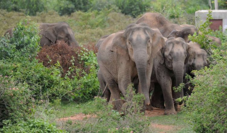 बिहार : सुपौल में जंगली हाथी का उत्पात, 2 दिन में 5 लोगों की ली जान