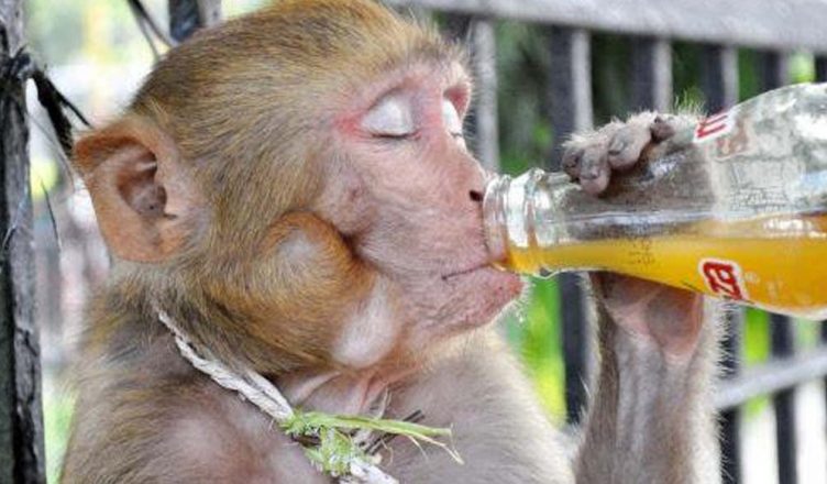 kalua Monkey Of Mirzapur sentenced for life imprisonment
