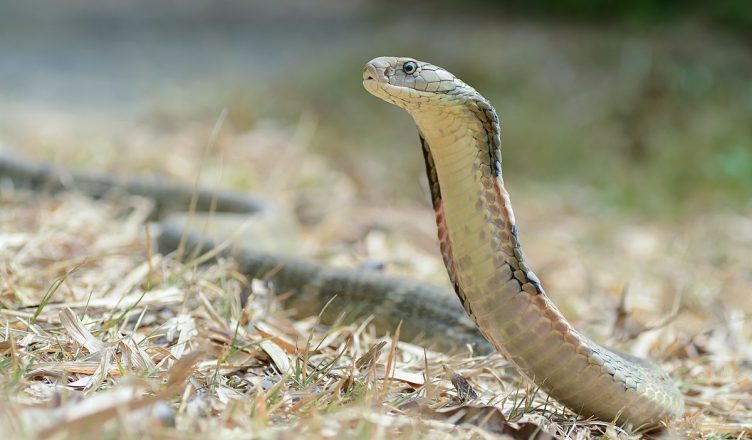 Snakes bite 26 people in UP village