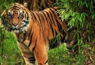 International Tiger Day 2020 History and Significance