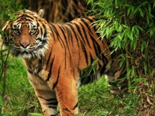 International Tiger Day 2020 History and Significance