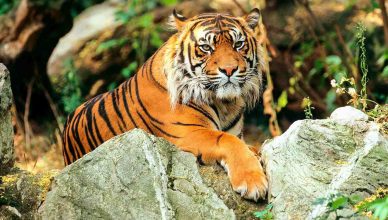 Environment Minister Prakash Javadekar releases Tiger Census report