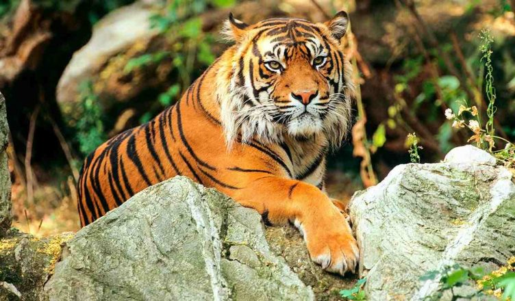 Environment Minister Prakash Javadekar releases Tiger Census report