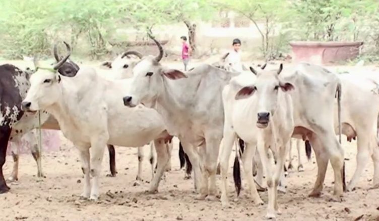 उत्तर प्रदेश: बिजली गिरने के कारण अयोध्या की एक गौशाला में 30 गायों की मौत