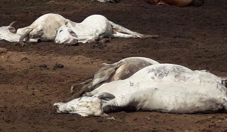 आंध्र प्रदेश: विजयवाड़ा में एक गौशाला में 100 गायों की मौत