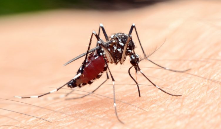 क्या मच्छरों के काटने से भी फैलता है कोरोनावायरस Coronavirus? जानें वैज्ञानिकों ने क्या कहा