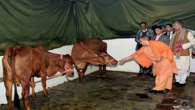 UP Cabinet approved prevention Of cow slaughter ordinance 2020