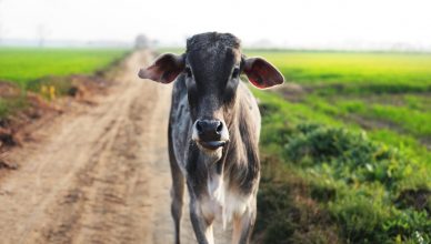 'गाय के दूध में सोना' बयान के बाद गायों को लेकर गोल्ड लोन लेने बैंक पहुंचा शख्स