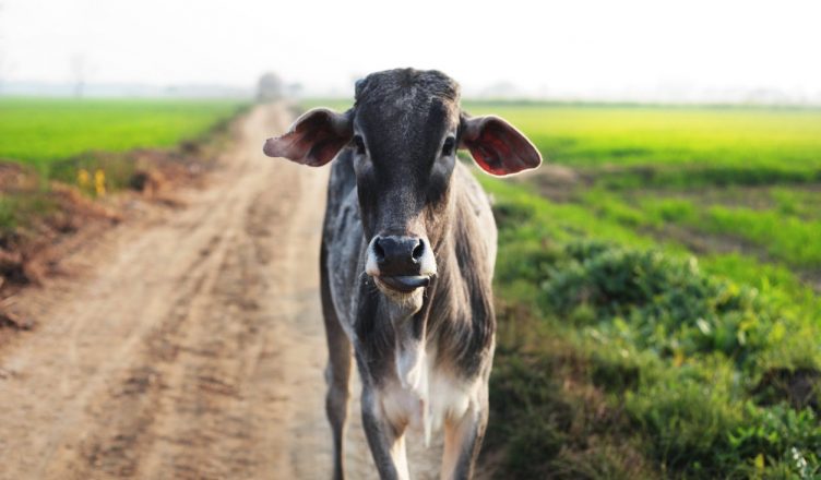 'गाय के दूध में सोना' बयान के बाद गायों को लेकर गोल्ड लोन लेने बैंक पहुंचा शख्स