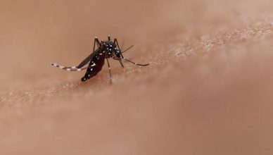 दिल्ली में इस साल डेंगू के कारण एक भी मौत नहीं हुई : दिल्ली सरकार