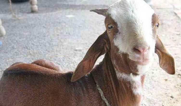 ओडिशा: बकरी की मौत के कारण हुआ 2.68 करोड़ रुपये का नुकसान, जानें पूरा मामला