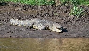 The crocodile entered the village due to increase in the water level of the river and hunted 2 goats