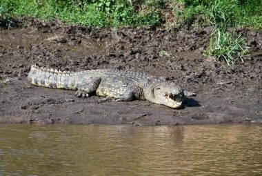 The crocodile entered the village due to increase in the water level of the river and hunted 2 goats