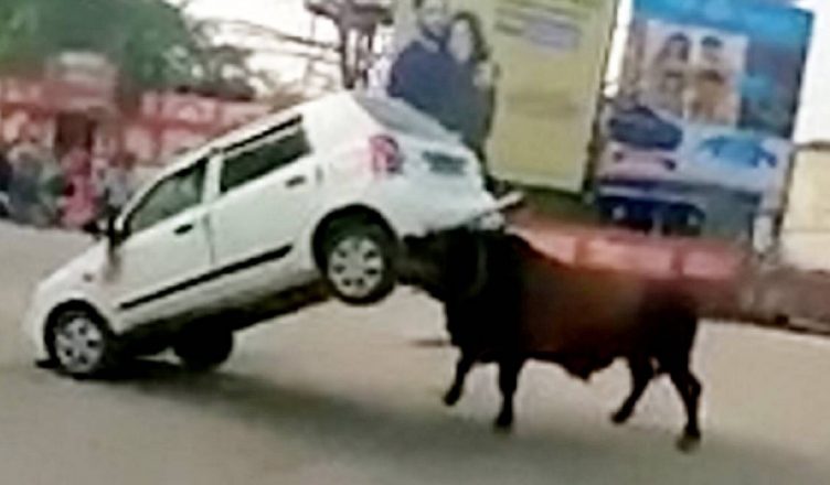 हाजीपुर: सड़क पर सांड ने मचाया तांडव, पटक-पटक कर निकाला कार का कचूमर, देखें VIDEO