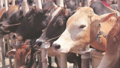 UP: बांदा में गायों की मौत से गुस्साए ग्रामीणों की डीएम को हटाने की मांग