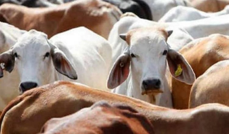 UP: बांदा के सरकारी गौशाला से 37 गायें लापता, कर्मचारी का दावा, ठंड से हुई मौत