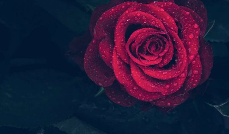 Valentine Week 2020: Rose Day पर अपने चाहने वालों को भेजें ये प्यार भरे संदेश