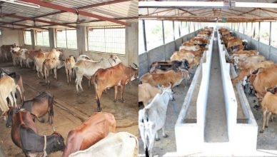 National Cow Exam: गाय पर होगी परीक्षा, 'देसी गाय के दूध में है सोना, गोहत्या की वजह से आते हैं भूकंप' सिलेबस में शामिल