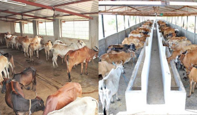 National Cow Exam: गाय पर होगी परीक्षा, 'देसी गाय के दूध में है सोना, गोहत्या की वजह से आते हैं भूकंप' सिलेबस में शामिल