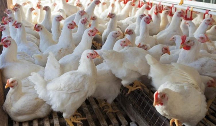 फैक्ट चेक: मटन-चिकन खाने से फैलता है कोरोना वायरस? जानें क्या है इस दावे की हकीकत