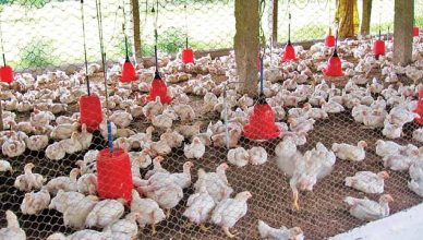 बिहार: कोरोना के बीच आया 'बर्ड फ्लू', मुर्गियों का कत्ल शुरू