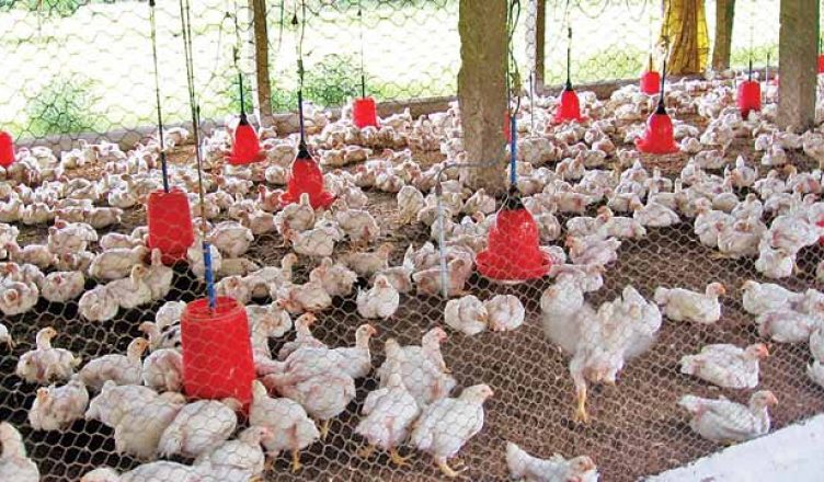 बिहार: कोरोना के बीच आया 'बर्ड फ्लू', मुर्गियों का कत्ल शुरू