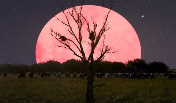 Super Pink Moon: आज रात दिखाई देगा साल का सबसे बड़ा सुपरमून, जानें इसे पिंक मून क्यों कहा जा रहा है