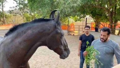 इंस्टाग्राम पर शेयर की सलमान खान ने अपने घोड़े के संग मजेदार वीडियो, देखें क्या कर रहे हैं वो