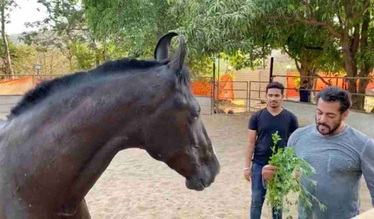 इंस्टाग्राम पर शेयर की सलमान खान ने अपने घोड़े के संग मजेदार वीडियो, देखें क्या कर रहे हैं वो