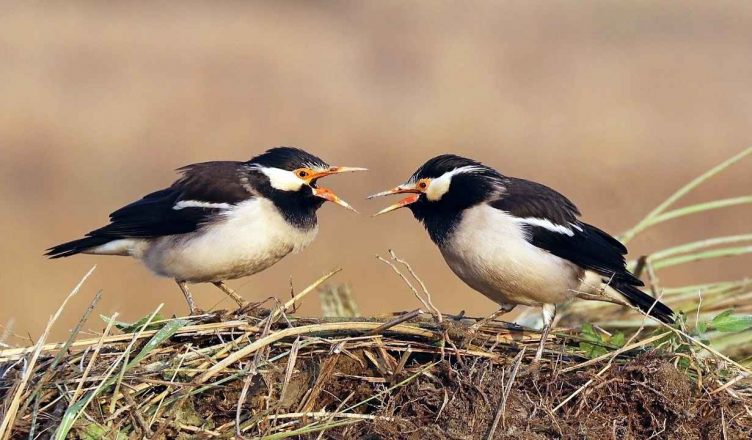 World Migratory Bird Day 2020: 9 मई को मनाया जाएगा विश्व प्रवासी पक्षी दिवस, जानें क्या है इस बार की थीम