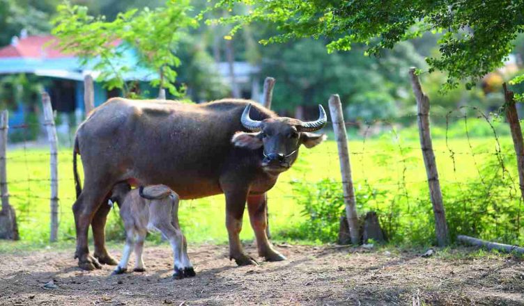 • Madhya Pradesh Constable needs leave to serve buffalo