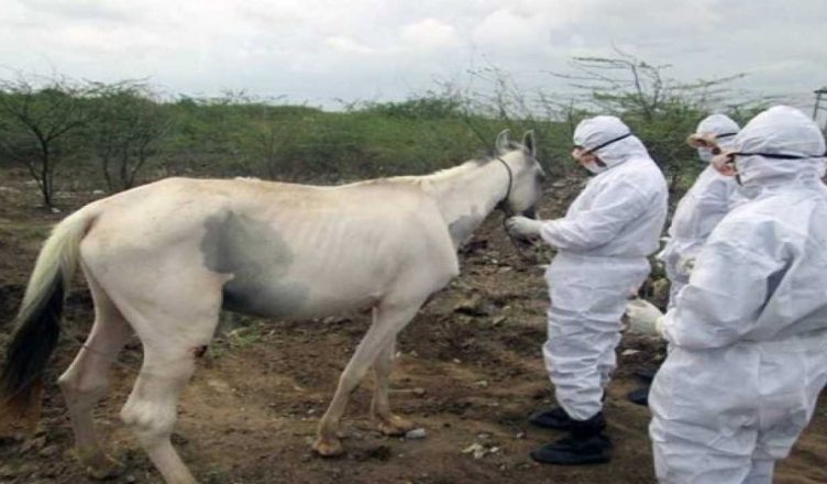 कोरोनावायरस के कहर के बीच दिल्ली में अब इस बीमारी का खतरा, घोड़ों से इंसानों में फैलता है यह रोग