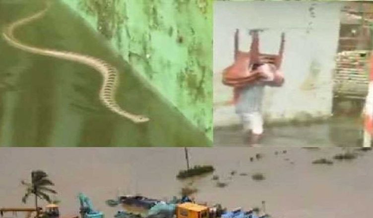 Bihar Floods: घर से एक-एक कर निकले 50 जहरीले सांप तो गांव वालों के उड़े होश, पश्चिम चंपारण जिले की घटना