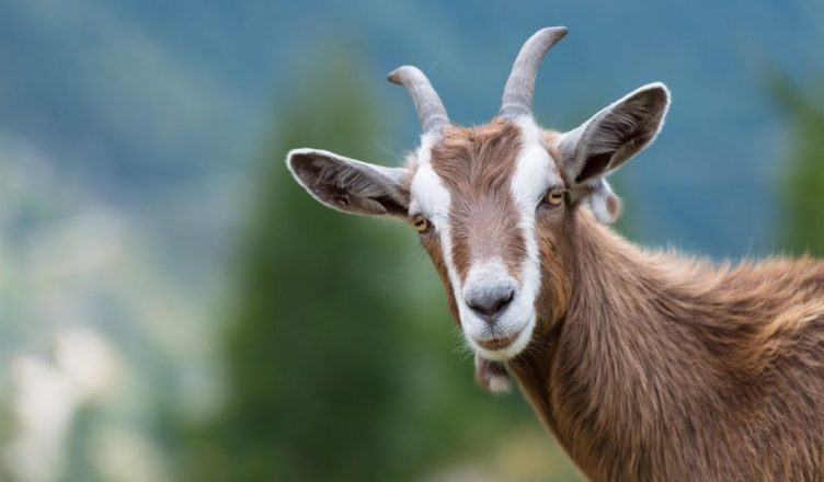 The goat became a trouble for the police
