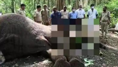 Karnataka: कार्डियक अरेस्ट के कारण एकदंत नाम के हाथी की मौत