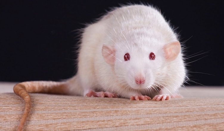 Uttar Pradesh: अलीगढ़ में चूहे की आंख का ऑपरेशन करके निकाला गया 25 ग्राम का ट्यूमर