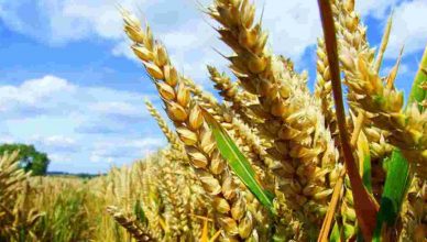 Know how you can get a rich wheat crop without burning stubble
