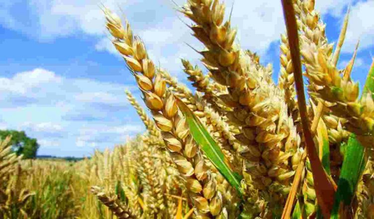 Know how you can get a rich wheat crop without burning stubble