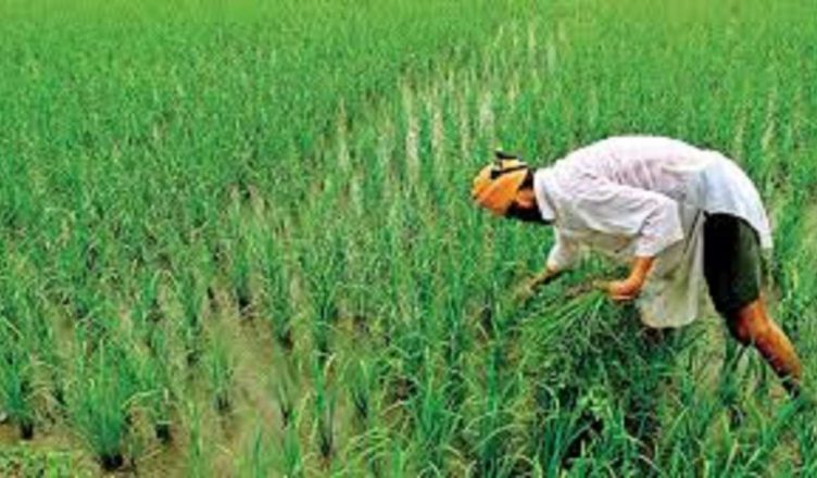Kisan Diwas 2020: जानें क्यों हर साल 23 दिसंबर को मनाया जाता है किसान दिवस, क्या है इसका इतिहास?