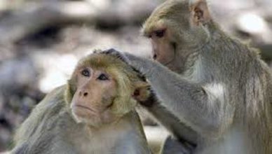 Uttar Pradesh: बिजनौर में 7 बंदरों की करंट लगने से मौत