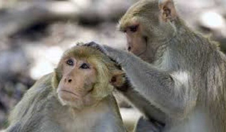 Uttar Pradesh: बिजनौर में 7 बंदरों की करंट लगने से मौत