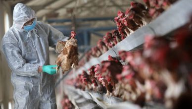 Bird Flu: क्या होता है H5N1? इसके लक्षण से लेकर बचाव के तरीकों तक जानें सब कुछ